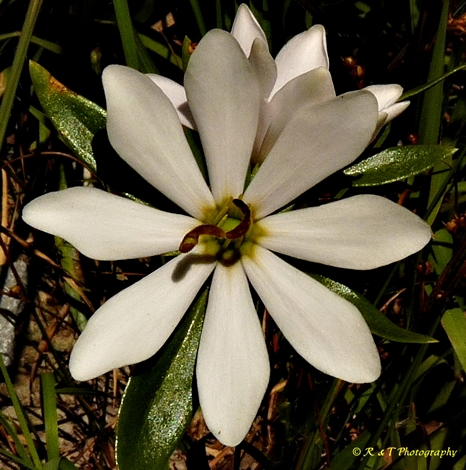{Sabatia capitata}
